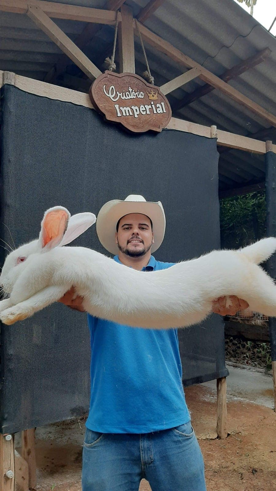 Coelhinho da raça Gigante de Flandres
