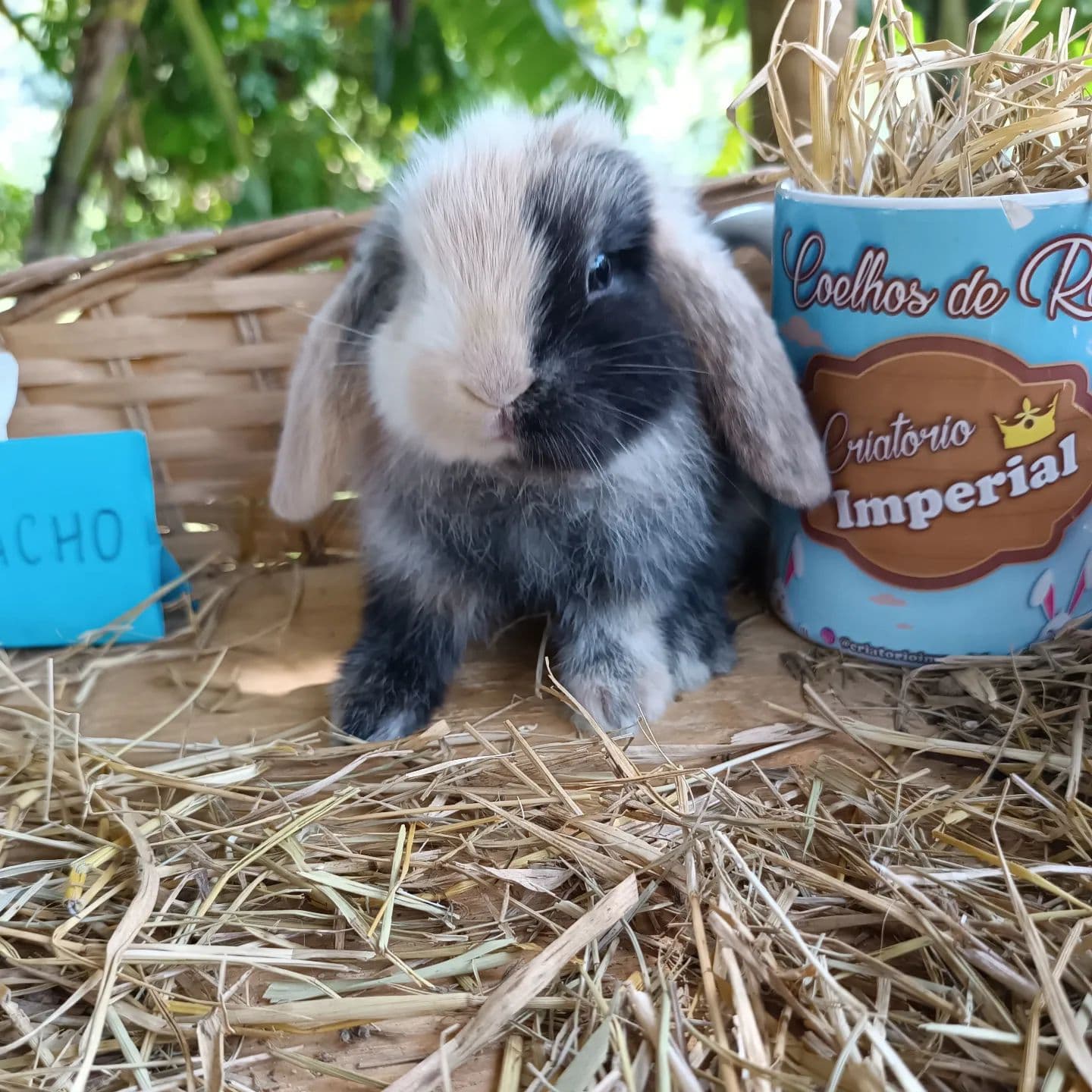 Coelhinho da raça Mini Lop Uruguaio