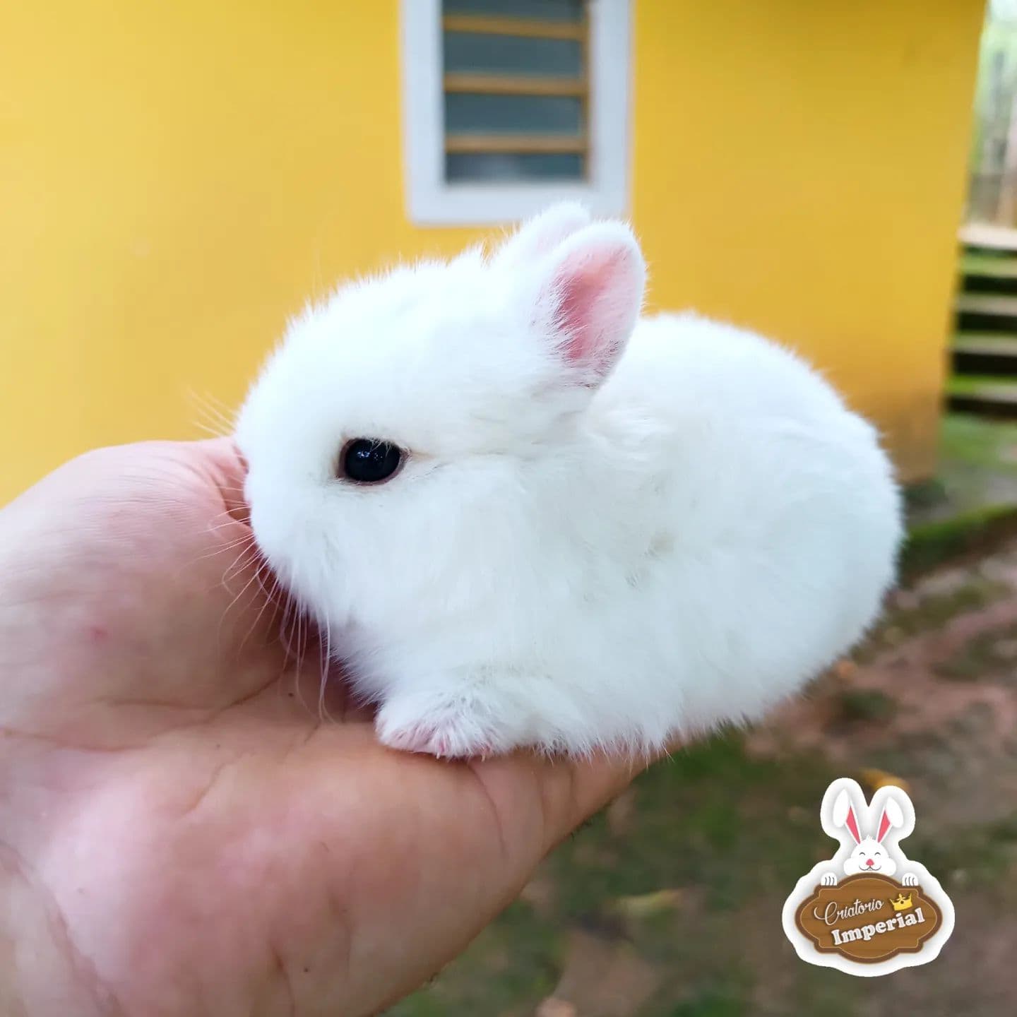 Coelhinho da raça Netherland — Coelho Anão
